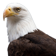 :eagle: Slack emoji