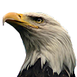 :eagle: Slack emoji