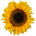 :sunflower: Slack emoji