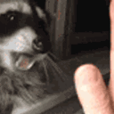 :raccoon: Slack emoji