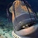 :shark_smile_teethq: Slack emoji