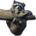 :baby_raccoonq: Slack emoji