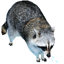 :raccoon_2q: Slack emoji