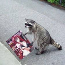 :animeraccoonq: Slack emoji