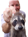 :lilraccoonq: Slack emoji