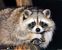 :watching_raccoonq: Slack emoji