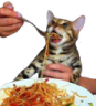 :catspaghettiq: Slack emoji