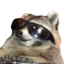 :coolraccoon0: Slack emoji