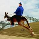 :riding-kangaroo: Slack emoji