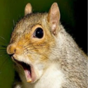 :squirrel-shock: Slack emoji
