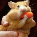 :carrothamq: Slack emoji