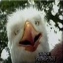 :eagleman: Slack emoji