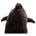:pesto-penguin: Slack emoji
