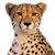 :cheetah: Slack emoji